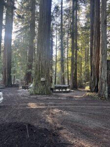 Sunlight streaming through the redwoods near the Welcome to Caz tree. Debris has been cleared.
